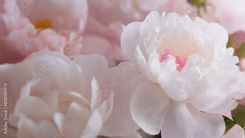 Abstract floral background of pearl-pink peony flowers, soft selective focus.  Macro flower backdrop for holiday brand design and more. © Fotema