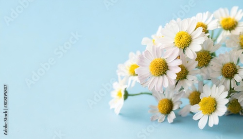 Small Daisy bunch in right corner isolated pastel blue background Copy space