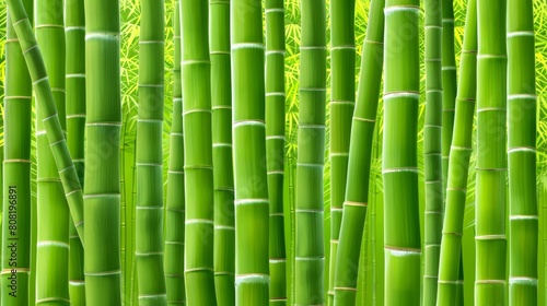   A dense grove of tall  green bamboos in a bamboo forest