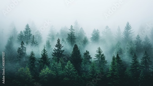  A fog-shrouded forest teeming with numerous trees in the foreground and select evergreens