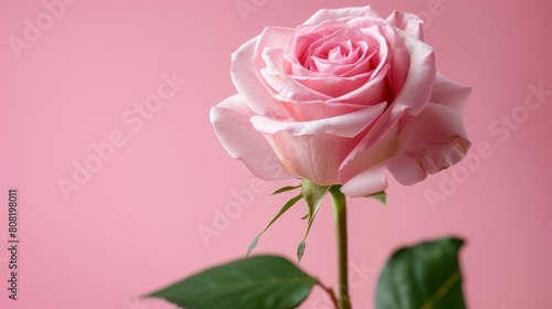  A solitary pink rose with verdant leaves in a vase against a pink backdrop and pink wall behind it