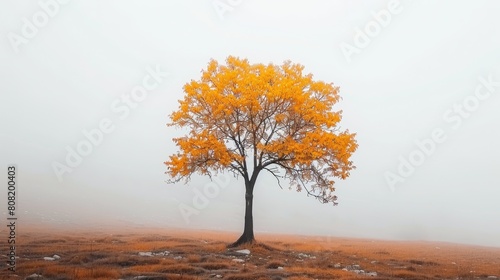   A solitary tree in a foggy field  yellow-leafed tree at its heart