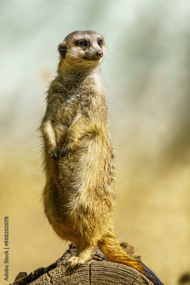 Fototapeta premium A Slender-tailed meerkat observing its surroundings at the zoo of Wroclaw
