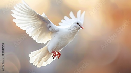 A white dove is flying with its wings spread wide.