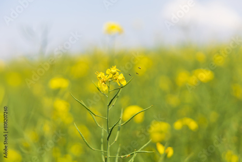 Yellow field flower Brassica napus in the field.