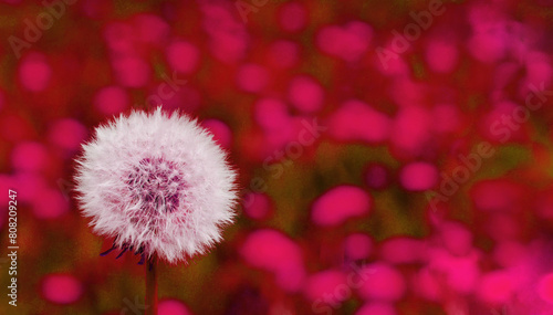 Abstract image of a white dandelion on a red mottled background.