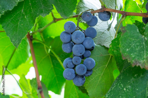 blue grapes Isabella on the arch, grape harvest, autumn harvest, close-up