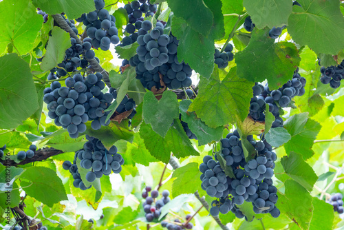 blue grapes Isabella on the arch, grape harvest, autumn harvest