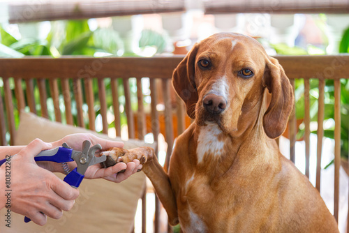 Dog getting a nail trim from owner on porch photo