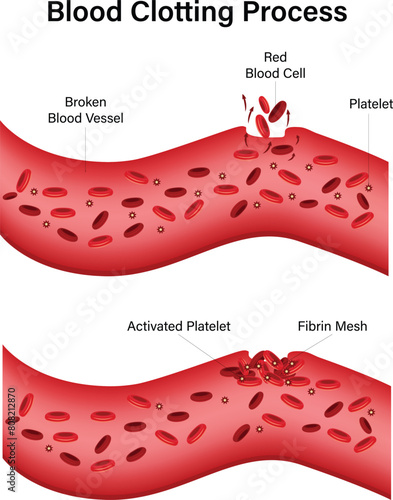 Blood Clotting Process Vector Illustration