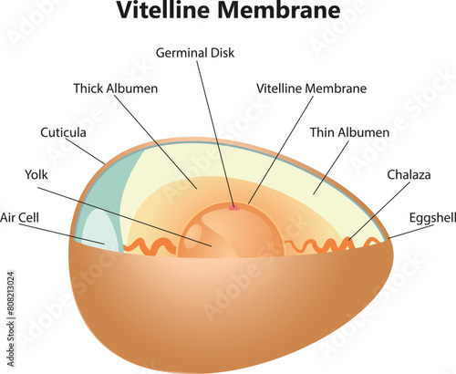 Vitelline Membrane Science Illustration