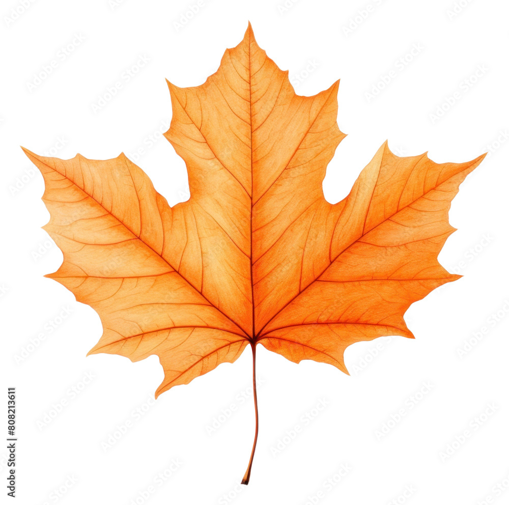 Fototapeta premium PNG Autumn leaf maple plant tree.