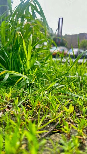 green grass beside the road