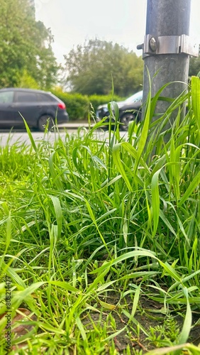 green grass beside the road