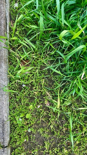 green grass beside the road