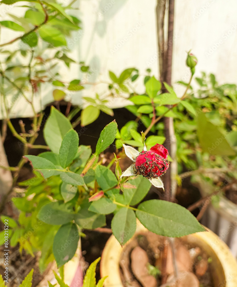 Flower bud infected with bugs, insects affecting plants, diseased pests infected flowers, nature photography Flower bud infected with bugs, insects affecting plants, diseased pests infected flowers, nature photography