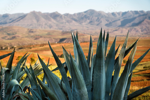 Majestic Agave Plant with Mountainous Backdrop photo