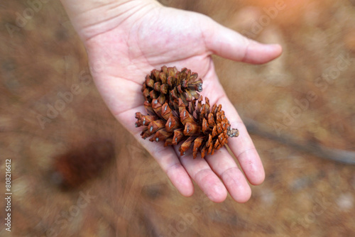 Dried fruit of Pinus merkusii on hand and background of dried fruit and leaves. The fruit is called a cone. It is a long cone with scales surrounding it. When mature it is green and brown.