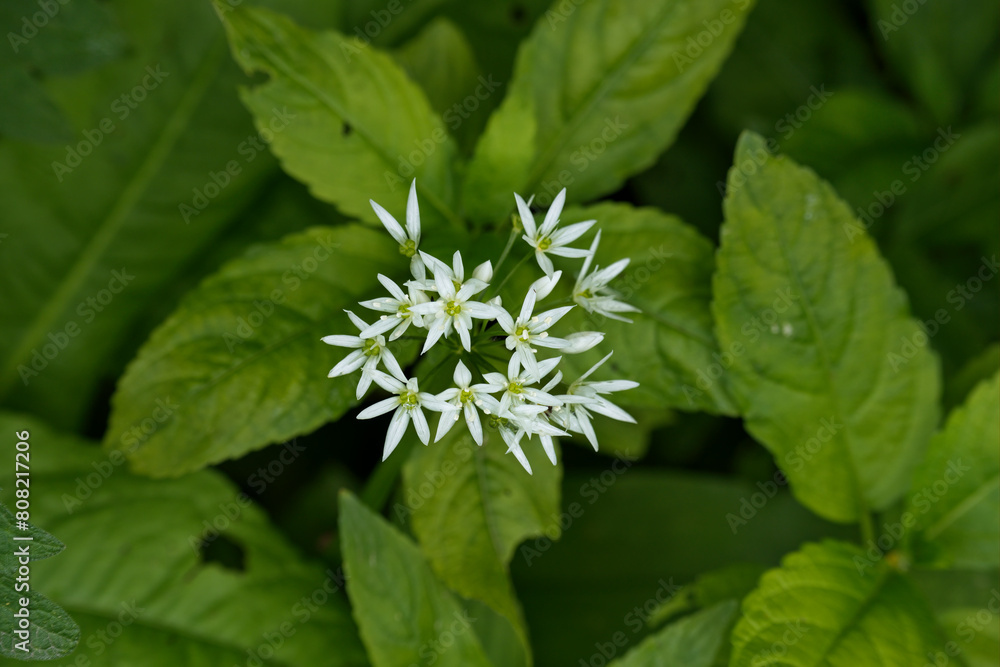 Wild garlic flowers Wild garlic flowers