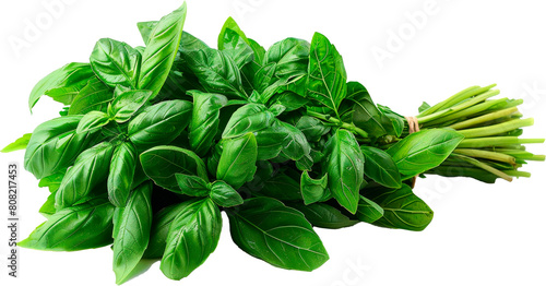 a bundle of fragrant basil leaves, isolated on a white background
