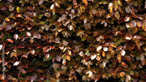 Red leafed bush wallpaper