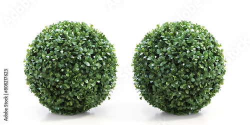 small boxwood balls on a white background,