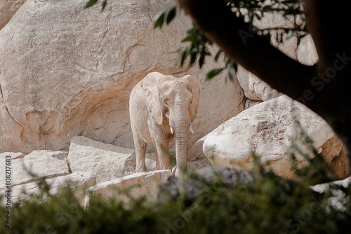 Elephant framed by foliage in a rocky habitat photo