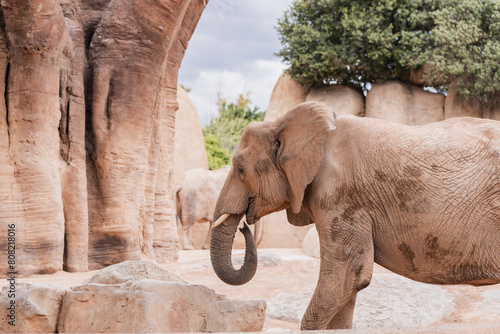 African elephant roaming in a scenic rocky enclosure photo