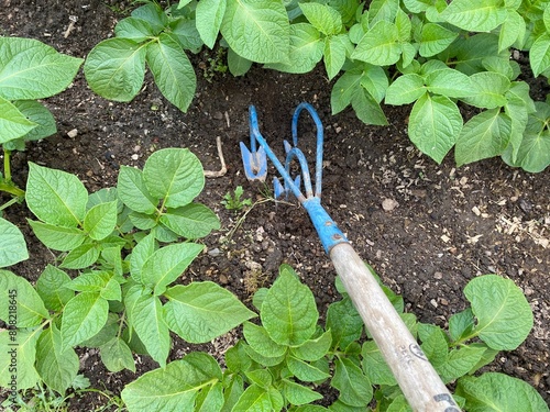 sarcloir ,cultivateur ,griffe à trois dents pour le désherbage du potager