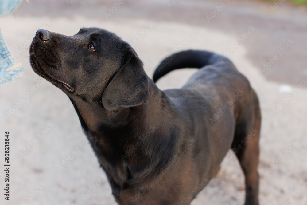 the dog Labrador retriever
the dog Labrador retriever