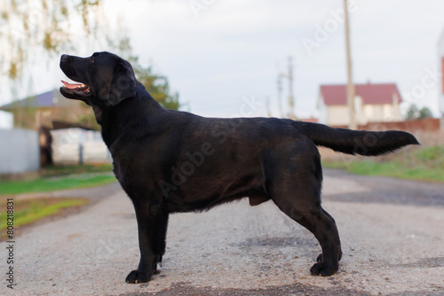 the dog Labrador retriever 