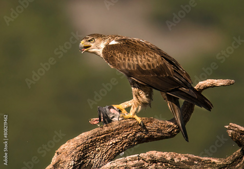 Bonelli eagle feeding on prey atop a weathered branch