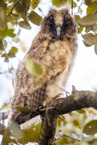 Young Long Eared Owl Perched on a Branch Among Leaves photo