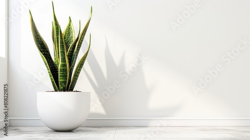 Realistic Snake Plant in White Pot against White Wall Background