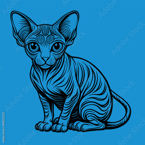 gatto sphynx 02