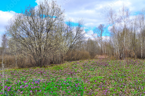 Picturesque spring landscape in birch grove with colorful carpet of wildflowers