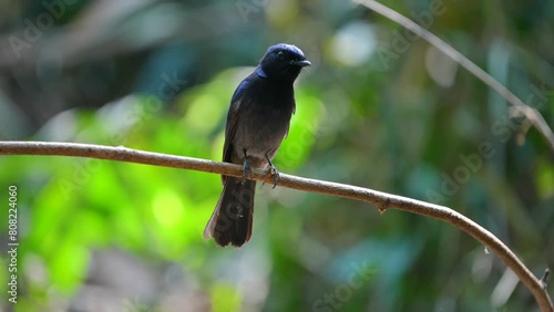 Niltava grandis  bird watching in the forest. photo