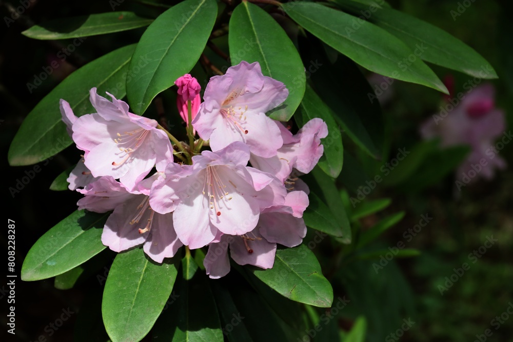 pink flower of rhododendron bush close up, pink flower of rhododendron bush close up,