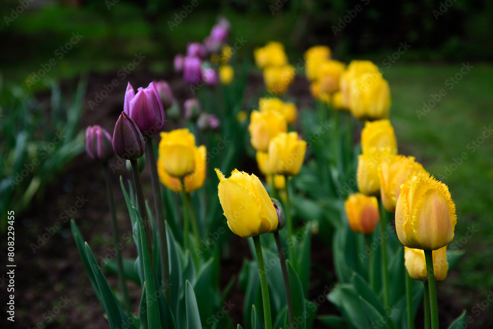 Obraz premium beautiful yellow and purple tulips in an outdoor park on a sunny day in spring