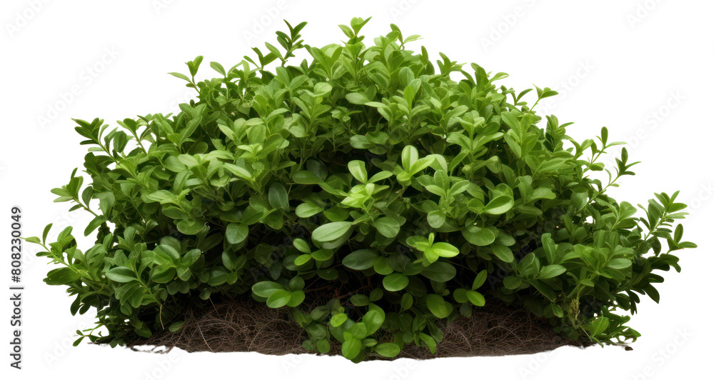 Naklejka premium PNG Plant herbs leaf white background.