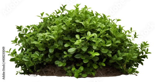 PNG Plant herbs leaf white background.