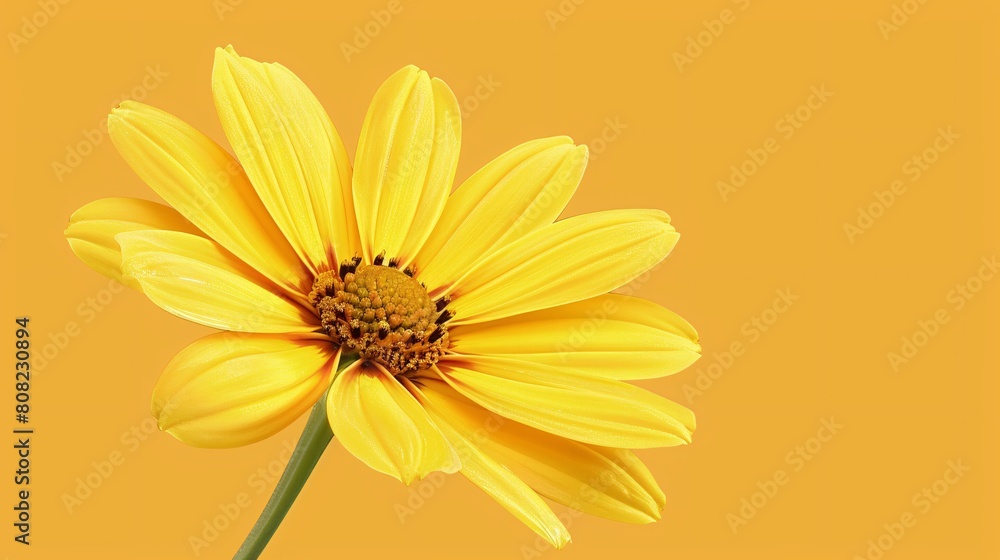 Obraz premium Flower on background, a picture of gorgeous color. Blossoming and vibrant, it's a wonderful floral display.
