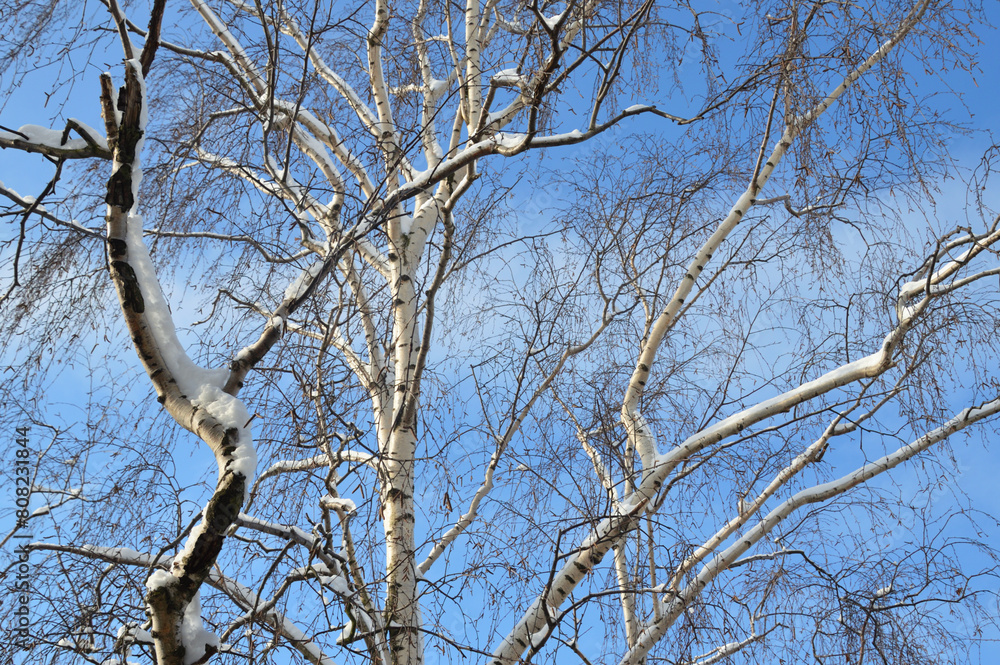 Birch branches at winter day. Birch branches at winter day.