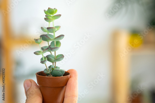 A small unusual succulent Crassula in his hand against the background of the interior of a green house with potted plants. Copy space photo