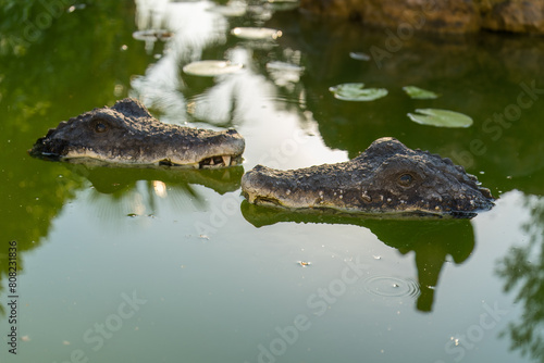Pair of fake alligators or crocodiles in murky green waters to scare birds. Tread carefully. Financial scam. Caution.