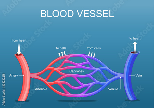 Blood vessels network structure photo