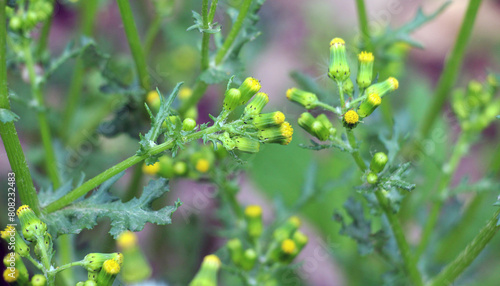 Photos Senecio vulgaris grows in nature