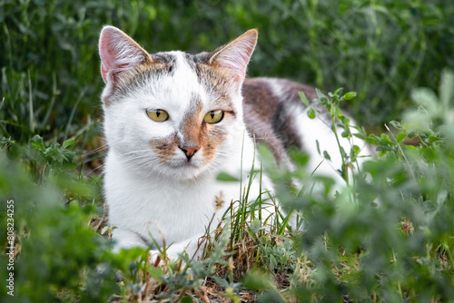 Wallpaper Mural A white spotted cat calmly lies in the garden on the grass Torontodigital.ca