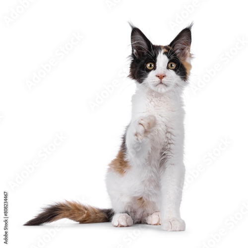 Curious tortie maine coon cat kitten, sitting up facing front. One paw playfull in air. Looking straight to lens. Isolated on a white background.
