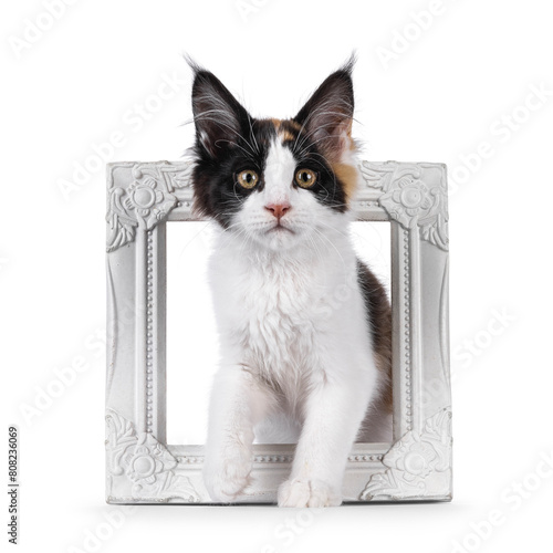 Curious tortie maine coon cat kitten, sitting through photo frame. Looking straight to camera. Isolated on a white background.